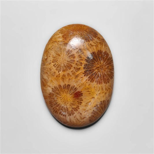 Fossil Coral