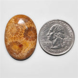 Fossil Coral