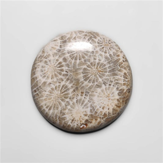 Fossil Coral
