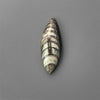 Orthoceras Fossil