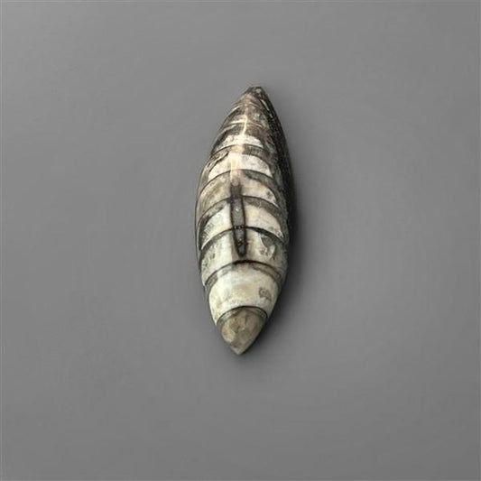 Orthoceras Fossil