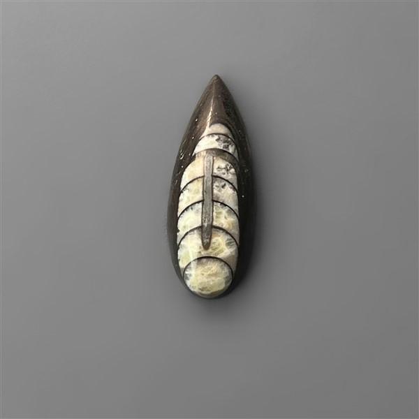 Orthoceras Fossil