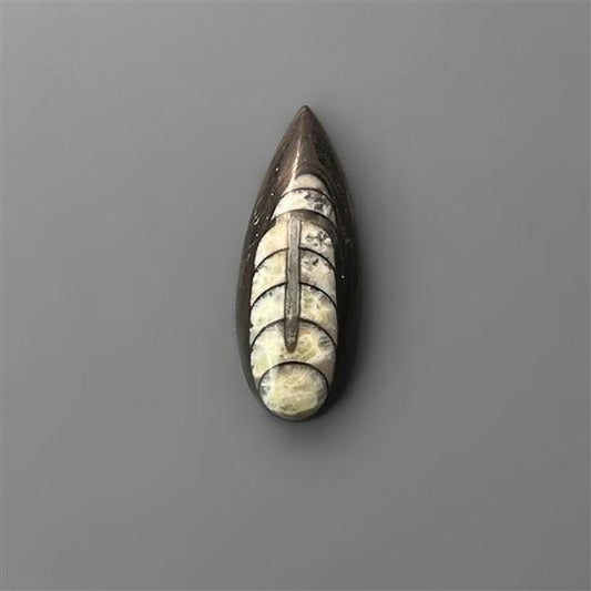 Orthoceras Fossil