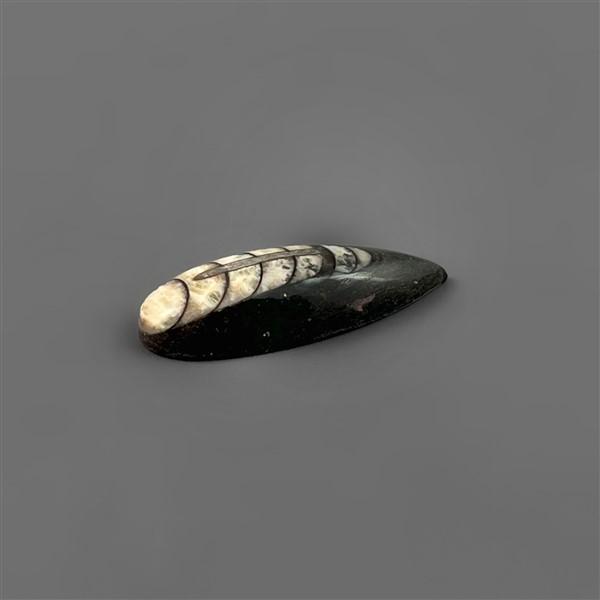 Orthoceras Fossil