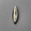 Orthoceras Fossil