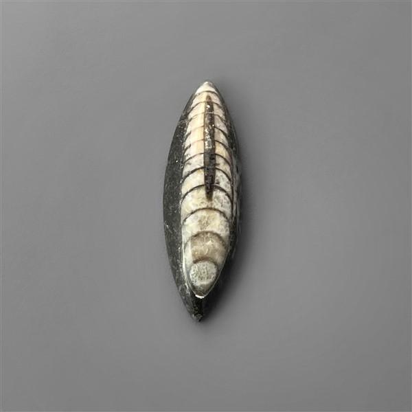 Orthoceras Fossil