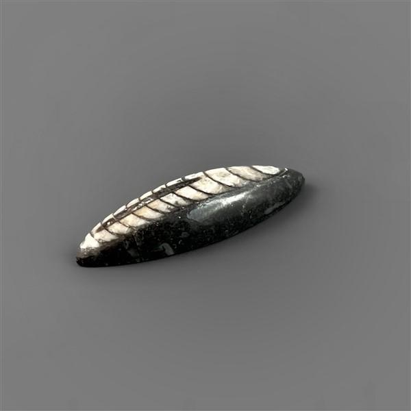 Orthoceras Fossil