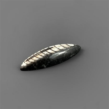 Orthoceras Fossil
