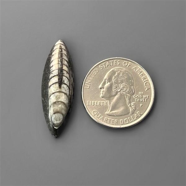 Orthoceras Fossil