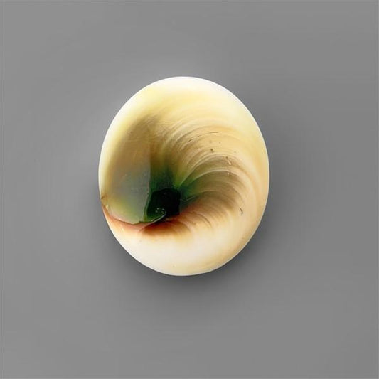 Shell|Shiva Eye Shell