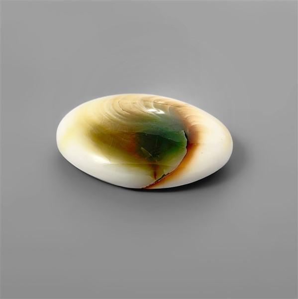Shell|Shiva Eye Shell