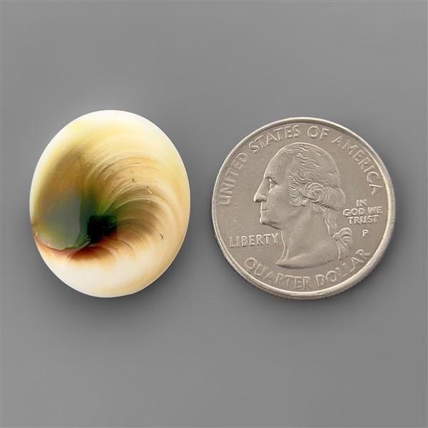 Shell|Shiva Eye Shell