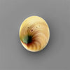 Shell|Shiva Eye Shell
