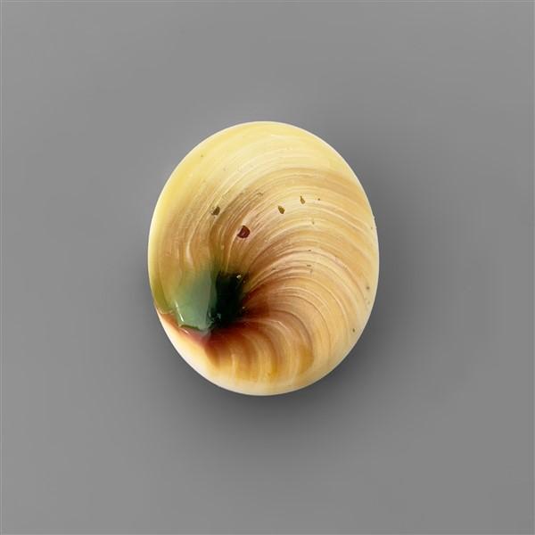 Shell|Shiva Eye Shell