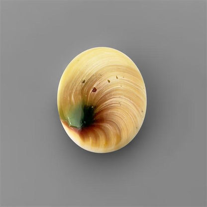 Shell|Shiva Eye Shell