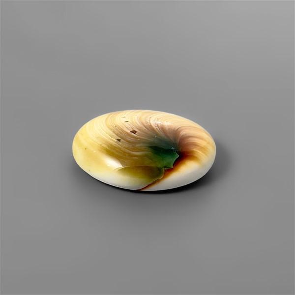 Shell|Shiva Eye Shell
