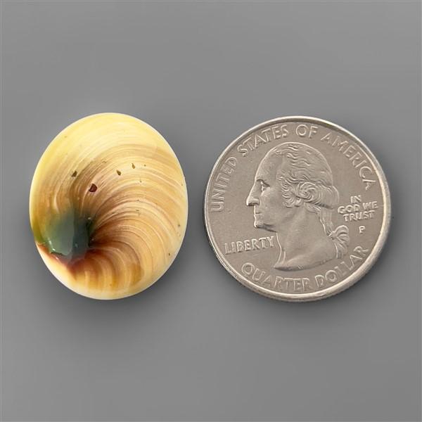 Shell|Shiva Eye Shell
