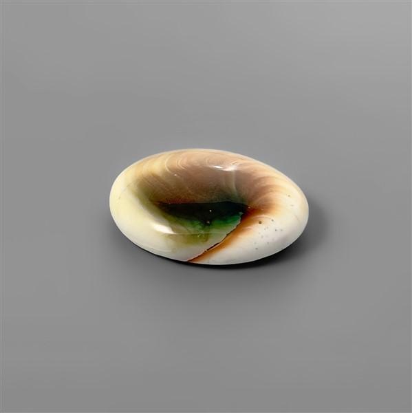 Shell|Shiva Eye Shell