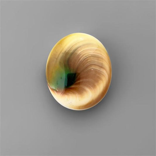 Shell|Shiva Eye Shell