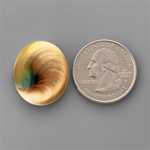Shell|Shiva Eye Shell