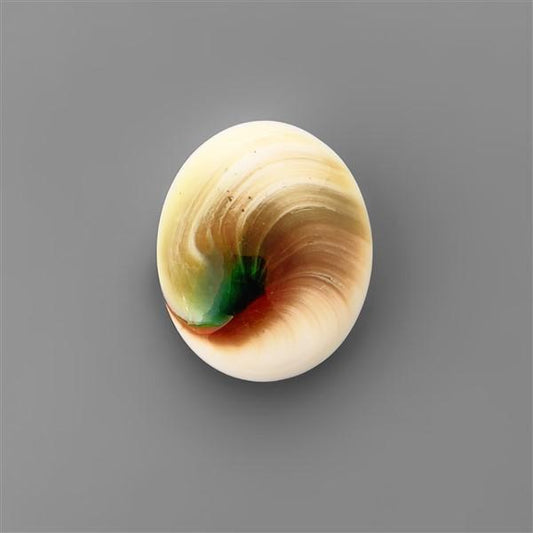 Shell|Shiva Eye Shell