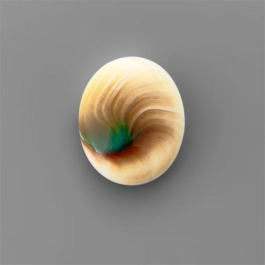 Shell|Shiva Eye Shell