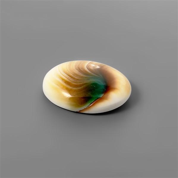 Shell|Shiva Eye Shell