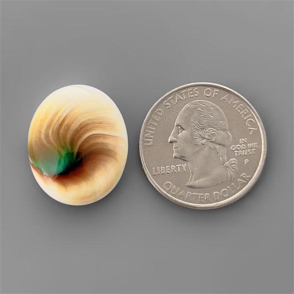 Shell|Shiva Eye Shell