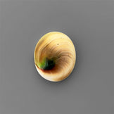 Shell|Shiva Eye Shell