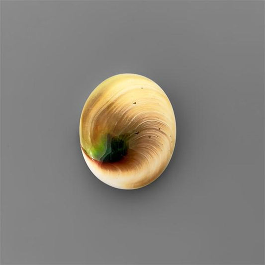 Shell|Shiva Eye Shell