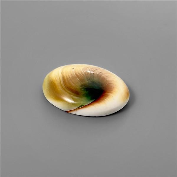 Shell|Shiva Eye Shell