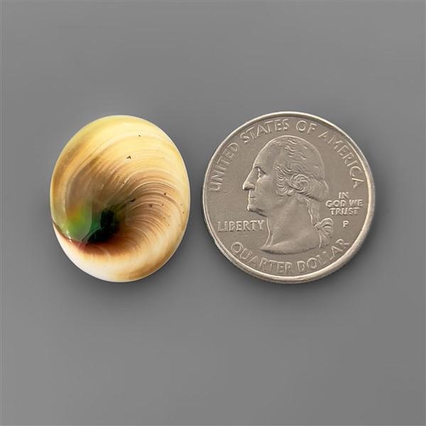 Shell|Shiva Eye Shell