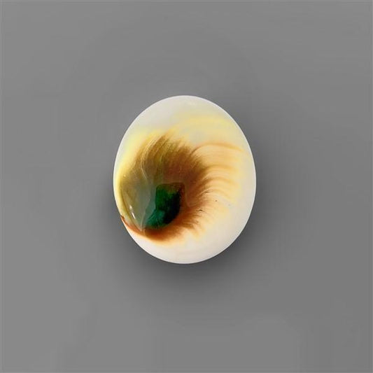 Shell|Shiva Eye Shell