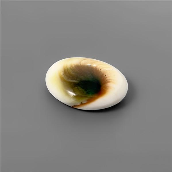 Shell|Shiva Eye Shell