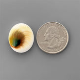 Shell|Shiva Eye Shell