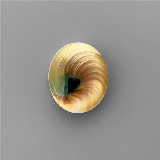 Shell|Shiva Eye Shell