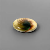 Shell|Shiva Eye Shell