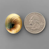 Shell|Shiva Eye Shell