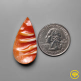 Spiny Oyster Shell