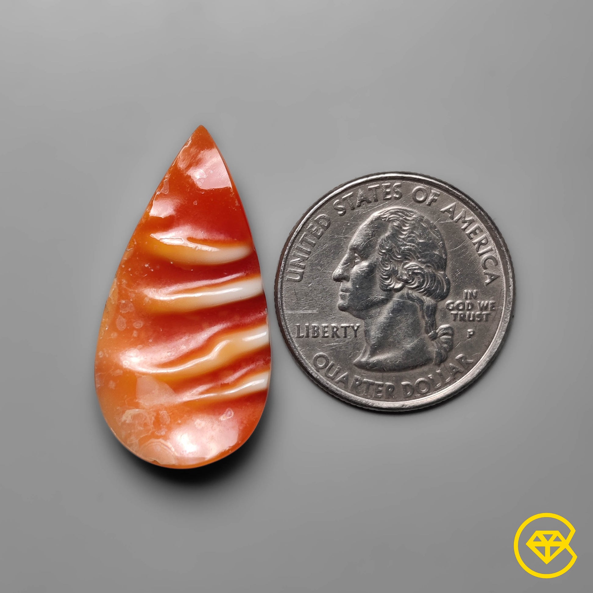 Spiny Oyster Shell