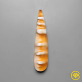 Spiny Oyster Shell