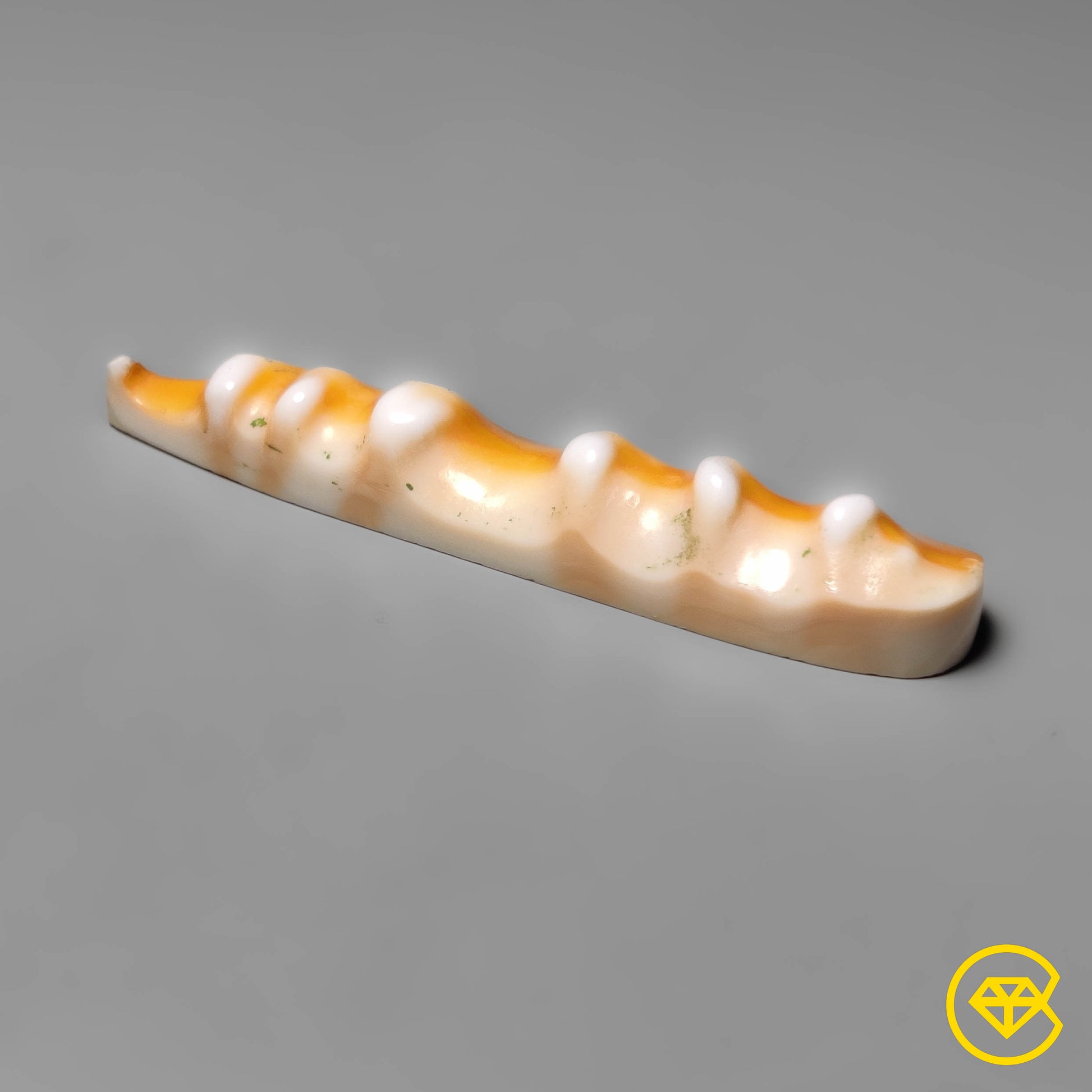 Spiny Oyster Shell