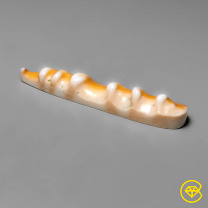 Spiny Oyster Shell
