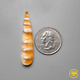 Spiny Oyster Shell