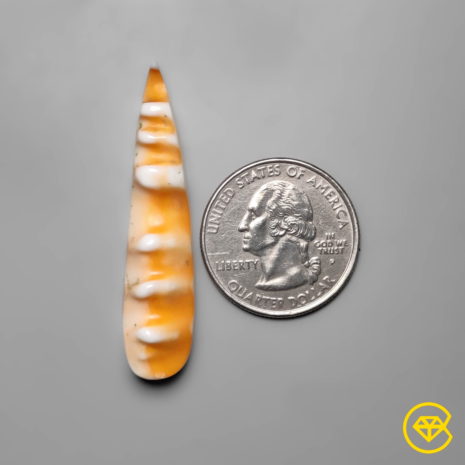 Spiny Oyster Shell
