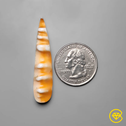Spiny Oyster Shell