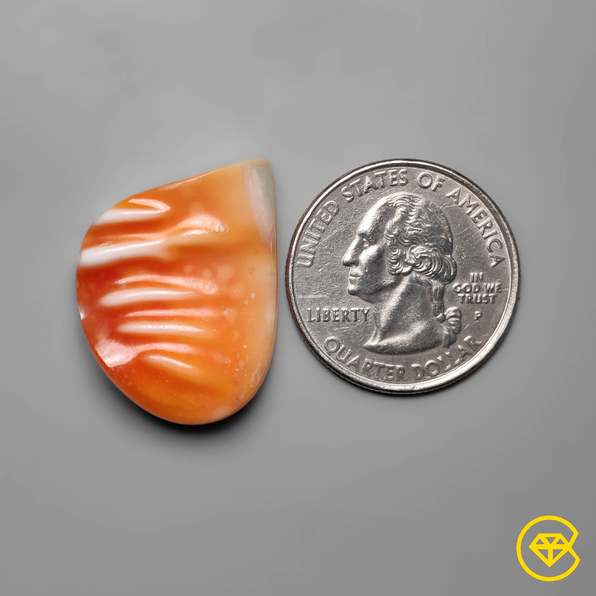 Spiny Oyster Shell