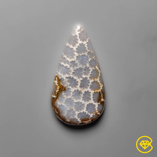 Fossil Coral