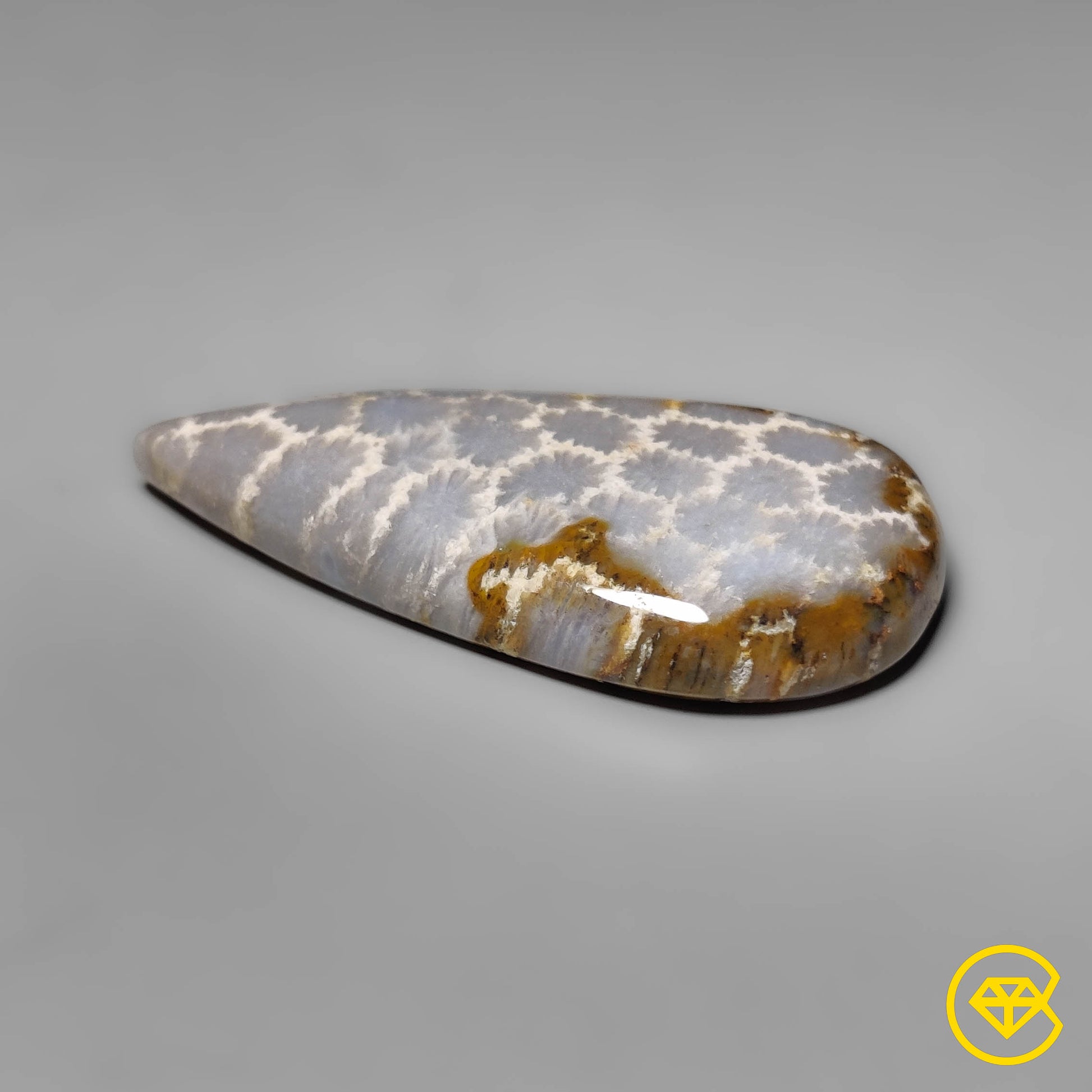 Fossil Coral