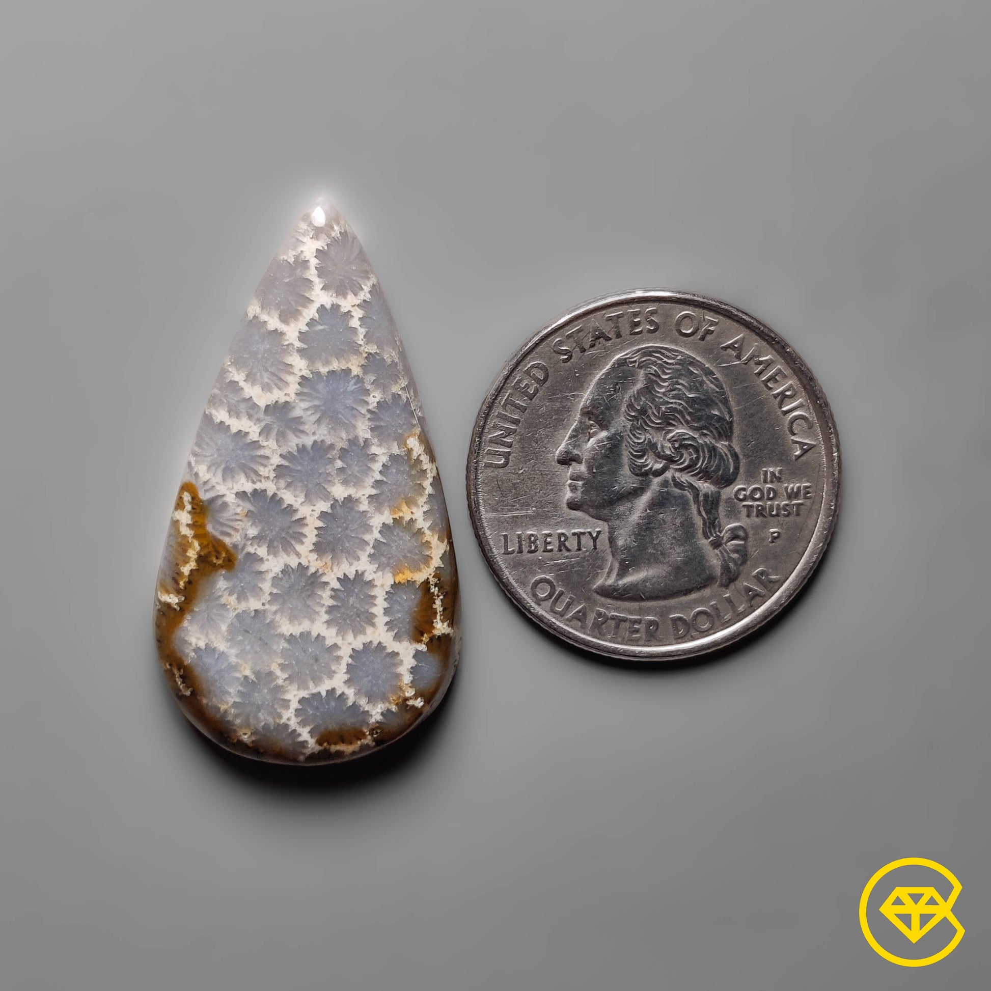 Fossil Coral